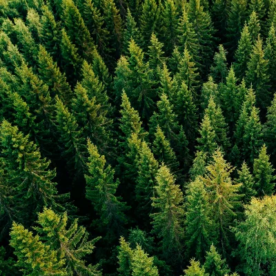 Vogelperspektive über einem Wald